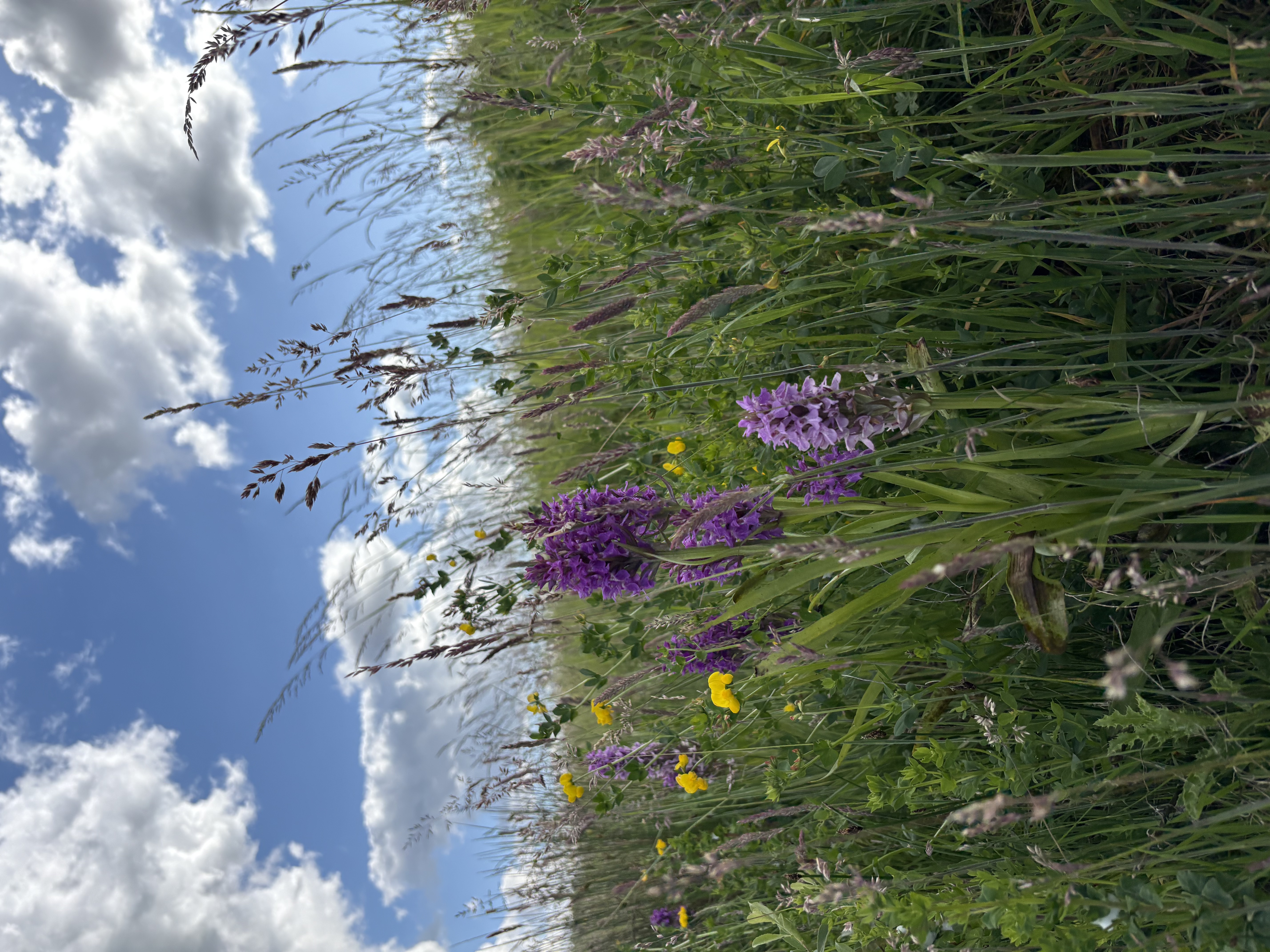 Purple orchids among grasses and wildflowers on the reservoir bank