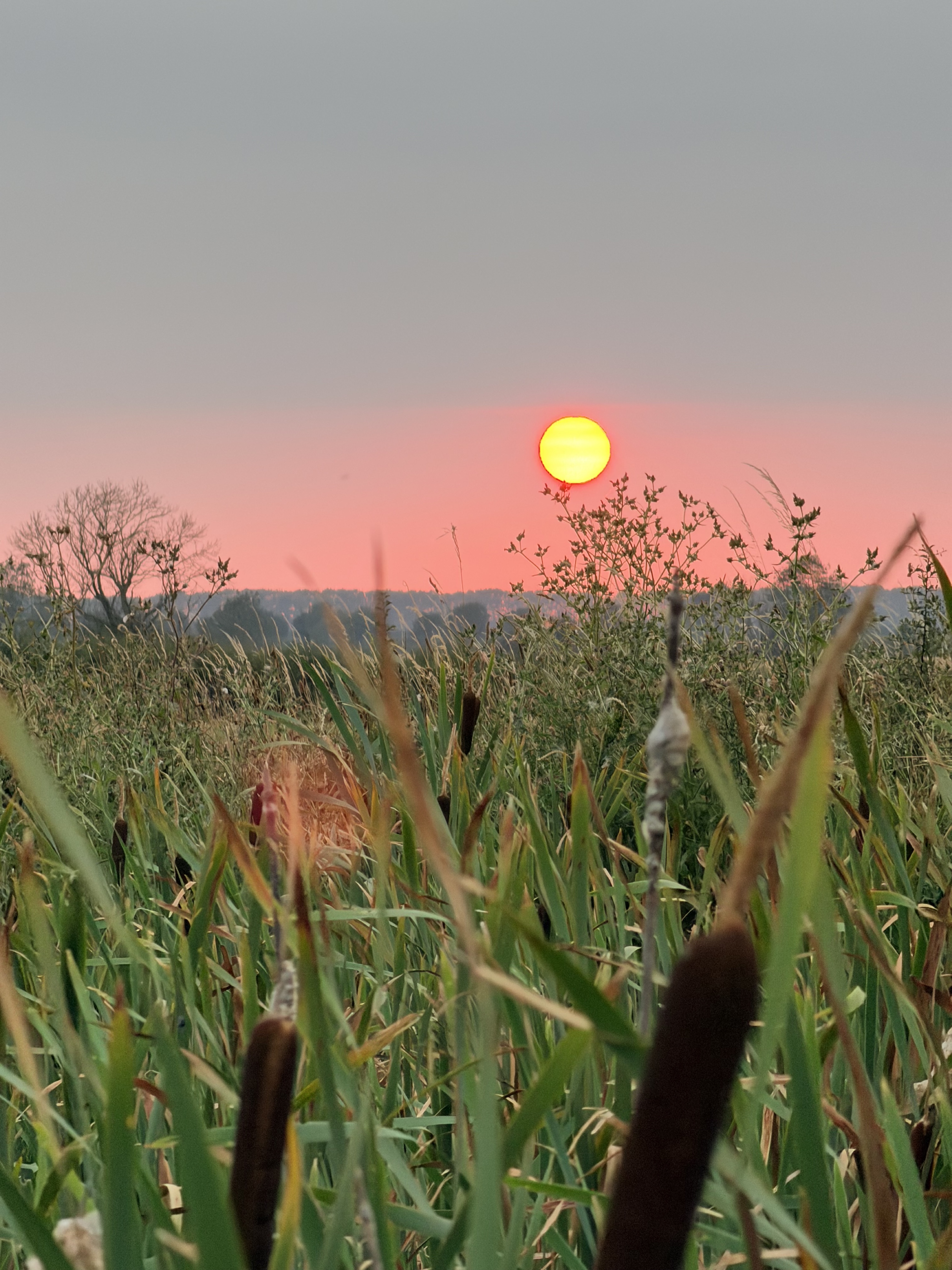 Sun setting over reeds beside the reservoir